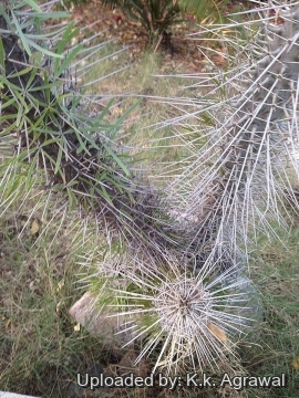 19697 agrawal K.k. Agrawal 