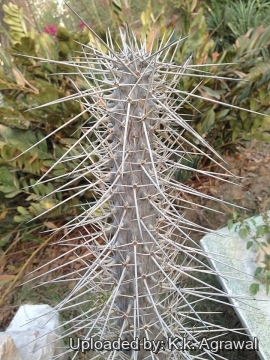 19699 agrawal K.k. Agrawal 