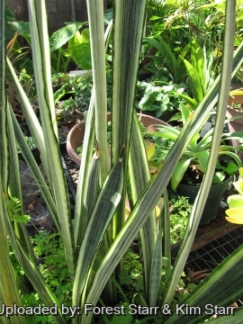 22422 star Forest Starr & Kim Starr