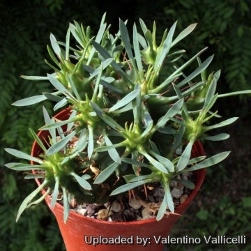 1822 valentino Valentino Vallicelli