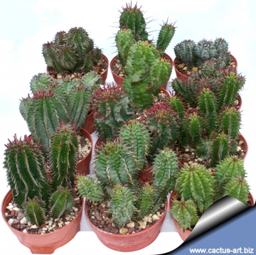 4287 cactus-art Cactus Art