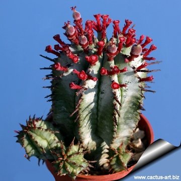4288 cactus-art Cactus Art