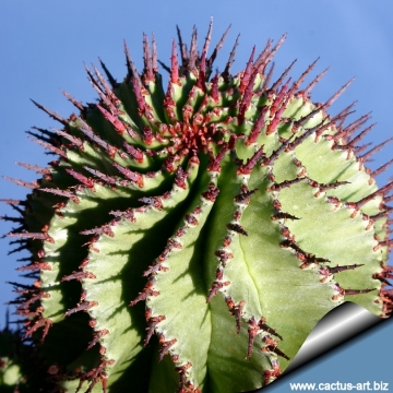 4289 cactus-art Cactus Art
