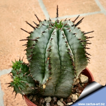 4292 cactus-art Cactus Art