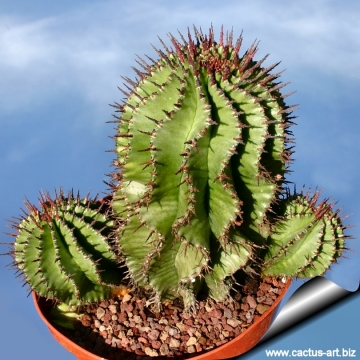 4293 cactus-art Cactus Art