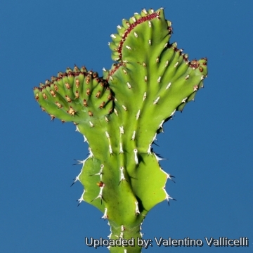 5082 valentino Valentino Vallicelli