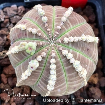 30544 plantemania © Plantemania