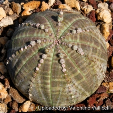 7002 valentino Valentino Vallicelli