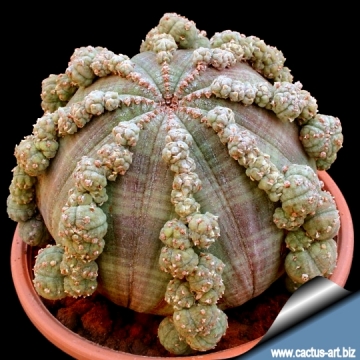 7004 cactus-art Cactus Art