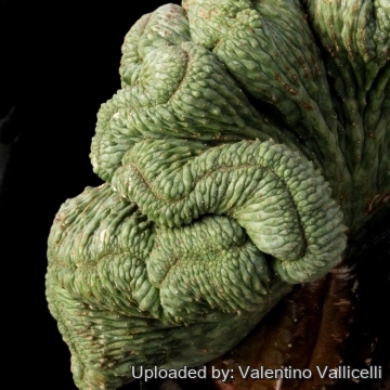 7007 valentino Valentino Vallicelli