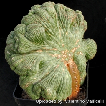 7009 valentino Valentino Vallicelli