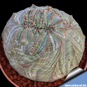 7016 cactus-art Cactus Art