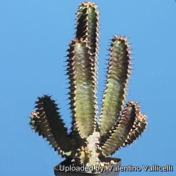 17487 valentino Valentino Vallicelli