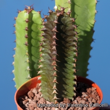 17491 valentino Valentino Vallicelli