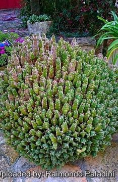 27131 RapCactus Raimondo Paladini
