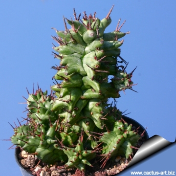 7566 cactus-art Cactus Art
