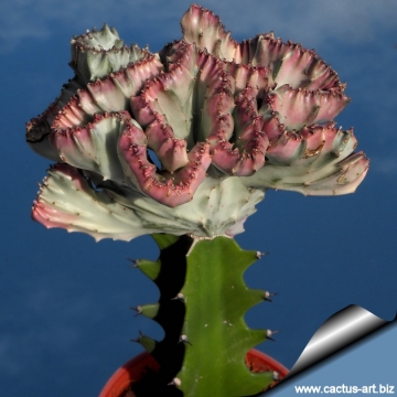 7883 cactus-art Cactus Art