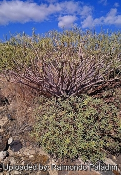 28967 RapCactus Raimondo Paladini
