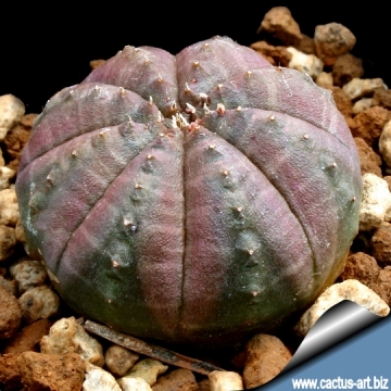 4754 cactus-art Cactus Art
