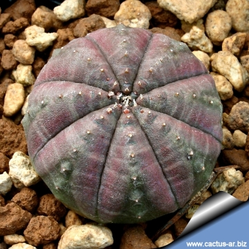 4756 cactus-art Cactus Art