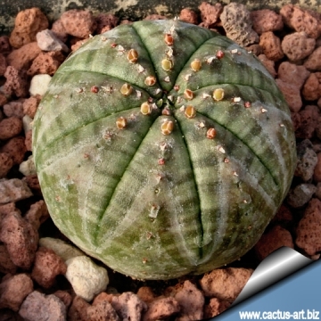 4755 cactus-art Cactus Art