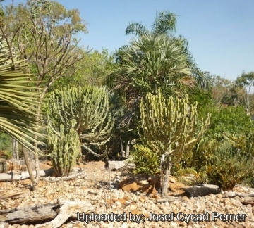 25146 josef Josef Cycad Perner 