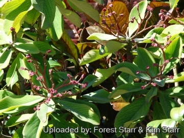 21236 star Forest Starr & Kim Starr