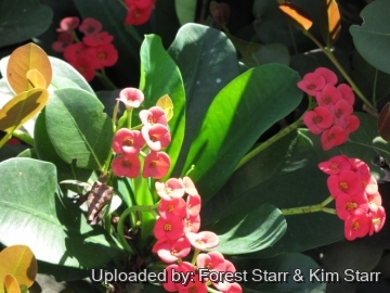 21131 star Forest Starr & Kim Starr