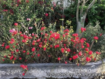 26562 agrawal K.k. Agrawal 