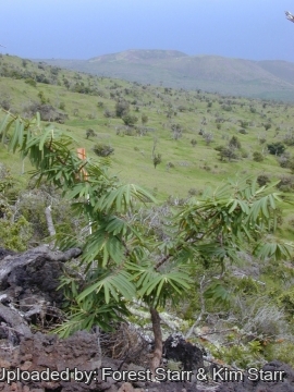 21105 star Forest Starr & Kim Starr