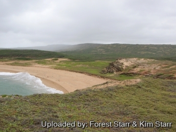 21125 star Forest Starr & Kim Starr