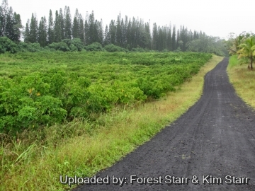 21176 star Forest Starr & Kim Starr