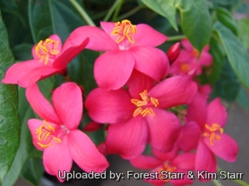 21182 star Forest Starr & Kim Starr