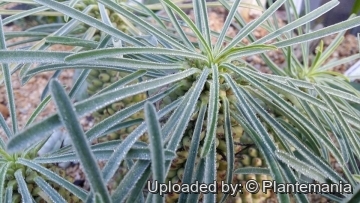 28553 plantemania © Plantemania