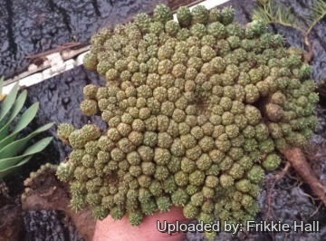 26958 frikkie Frikkie Hall