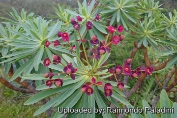 28985 RapCactus Raimondo Paladini