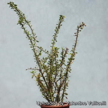 16607 valentino Valentino Vallicelli