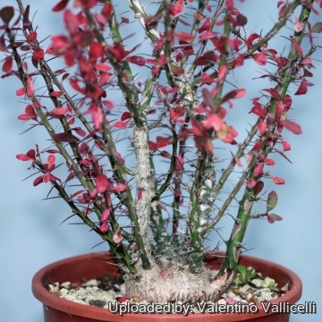 17281 valentino Valentino Vallicelli