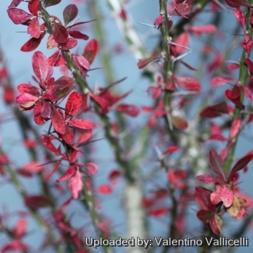 17282 valentino Valentino Vallicelli