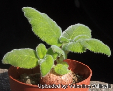 16056 valentino Valentino Vallicelli