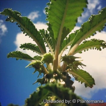 28382 plantemania © Plantemania