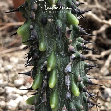 30567 plantemania © Plantemania