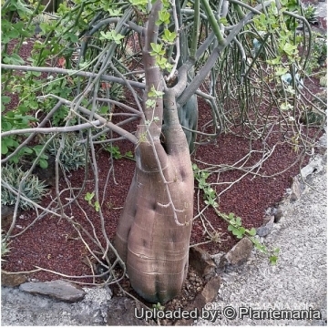 30294 plantemania © Plantemania