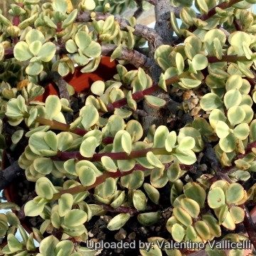 9508 valentino Valentino Vallicelli