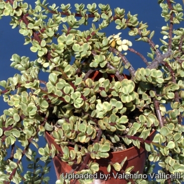 9511 valentino Valentino Vallicelli