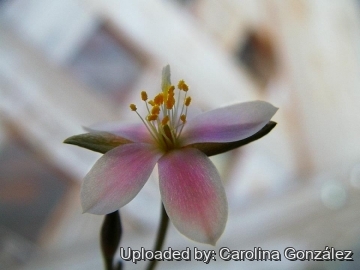 23338 carolina Carolina González