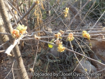 25046 josef Josef Cycad Perner 