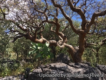 29162 guillermo Guillermo Rivera