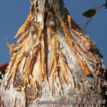 8893 valentino Valentino Vallicelli