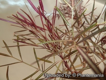 28466 plantemania © Plantemania
